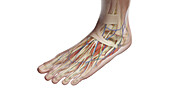 Anatomy of the left foot, illustration