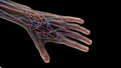 Vascular system of the left hand, illustration