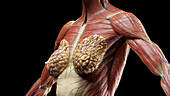 Muscular system of chest, illustration