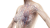 Cardiovascular system of the chest, illustration