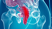 Uterus and rectum, illustration