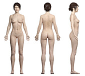 Female body, illustration
