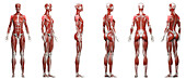 Deltoid muscles, illustration