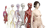 Human anatomy systems, illustration