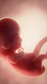 Foetus at week 9, illustration