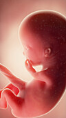 Foetus at week 11, illustration