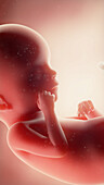 Foetus at week 19, illustration