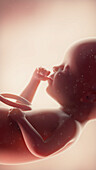 Foetus at week 25, illustration