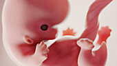 Foetus at week 8, illustration