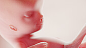 Foetus at week 10, illustration