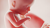 Foetus at week 18, illustration