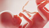 Foetus at week 20, illustration