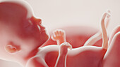 Foetus at week 26, illustration
