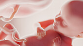 Foetus at week 32, illustration