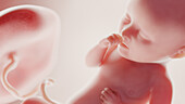 Foetus at week 34, illustration