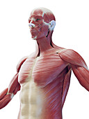 Muscular system of the upper body, illustration