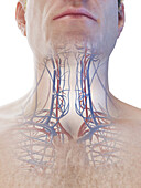Vascular system of the neck, illustration
