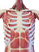 Muscular system of the torso, illustration