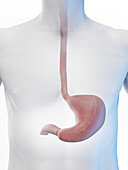 Stomach and oesophagus, illustration