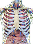 Viscera anatomy, illustration