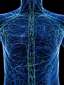 Lymphatic system of the torso, illustration