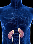 Kidneys and adrenal glands, illustration