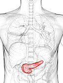 Pancreas, illustration