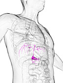 Gallbladder, illustration