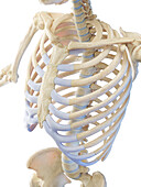 Skeletal system of the torso, illustration