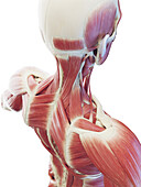 Deep neck and back muscles, illustration