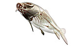 Fish anatomy, illustration