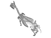 Horse skeleton, illustration