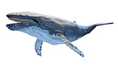 Whale anatomy, illustration