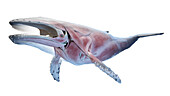 Whale anatomy, illustration