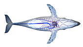 Whale anatomy, illustration