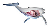 Whale anatomy, illustration