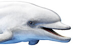 Dolphin, illustration
