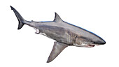 Shark, illustration