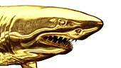 Golden shark, illustration