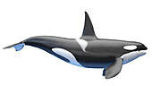 Killer whale, illustration