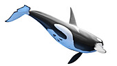 Killer whale, illustration