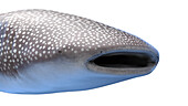Whale shark, illustration