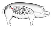 Pig bladder, illustration