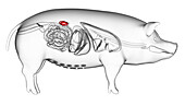 Pig kidneys, illustration