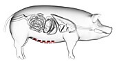 Pig mammary glands, illustration