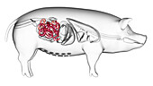 Pig small intestine, illustration
