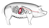 Pig stomach, illustration