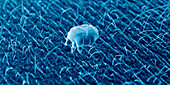 Scabies mite on human skin, illustration