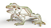 Frog's skeletal system, illustration