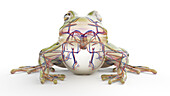 Frog's cardiovascular system, illustration